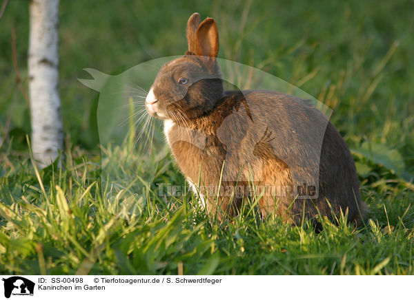 Kaninchen im Garten / bunny in the meadow / SS-00498