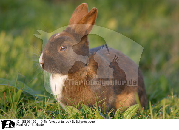 Kaninchen im Garten / bunny in the meadow / SS-00499