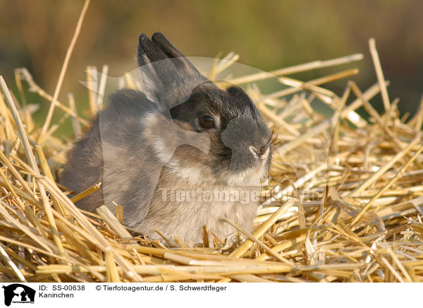 Kaninchen / rabbit / SS-00638
