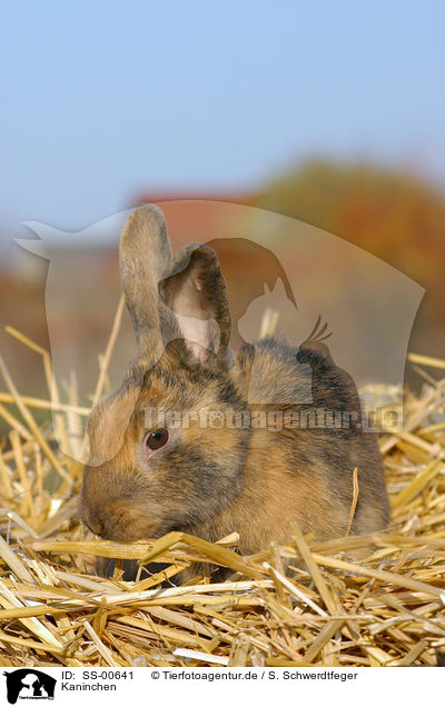 Kaninchen / SS-00641