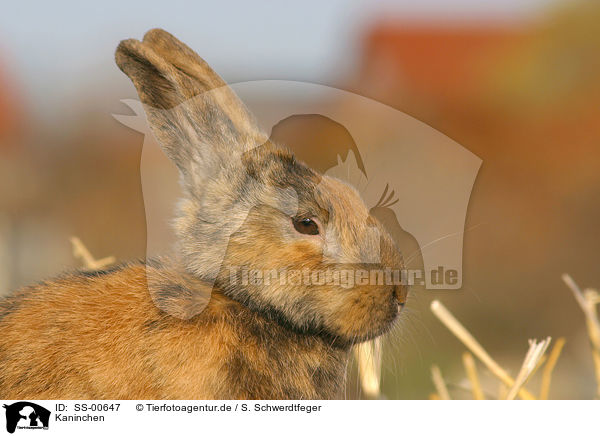 Kaninchen / rabbit / SS-00647