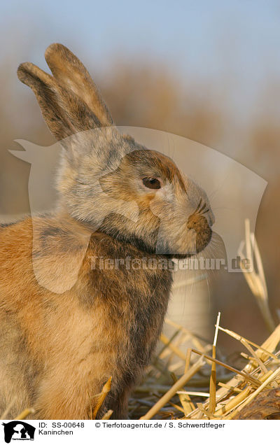 Kaninchen / rabbit / SS-00648