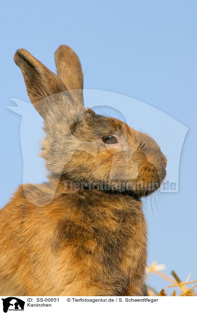 Kaninchen / rabbit / SS-00651