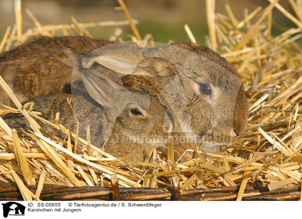 Kaninchen mit Jungem / rabbit with baby / SS-00655