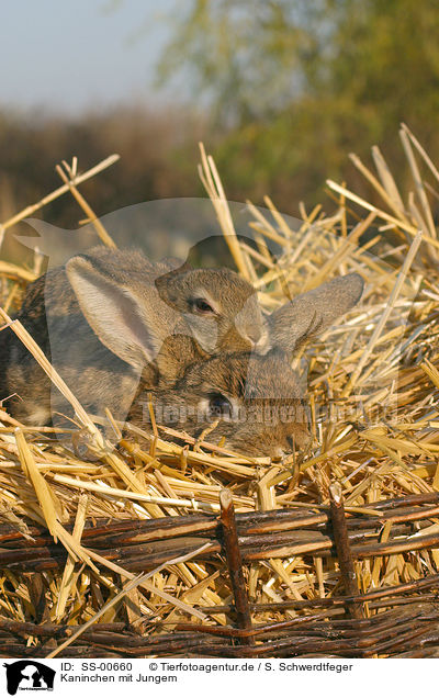 Kaninchen mit Jungem / rabbit with baby / SS-00660