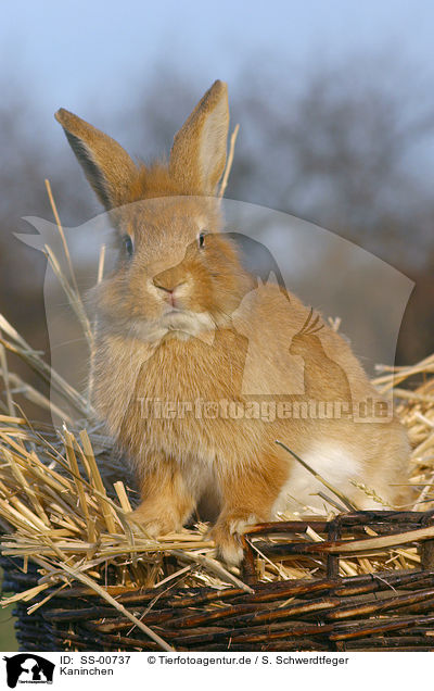 Kaninchen / rabbit / SS-00737