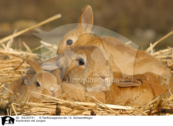 Kaninchen mit Jungen / rabbit with babies / SS-00741