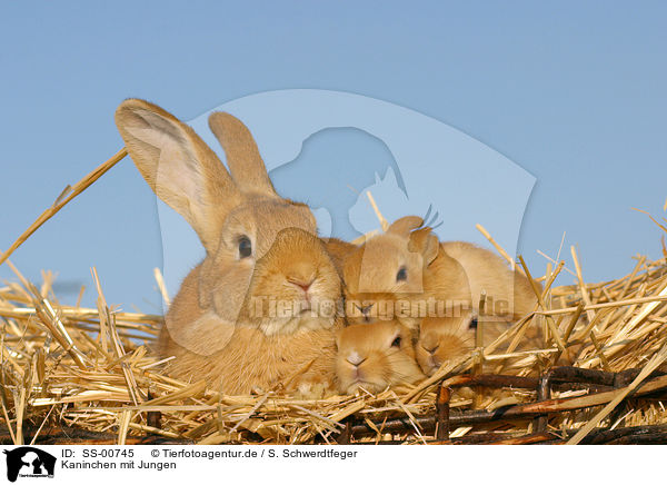 Kaninchen mit Jungen / rabbit with babies / SS-00745