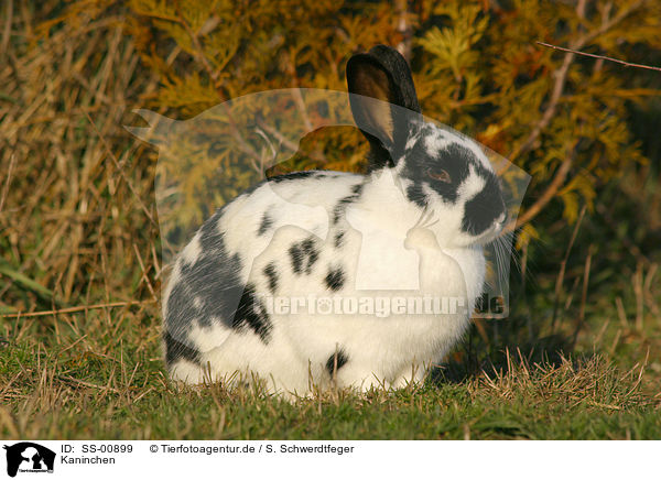 Kaninchen / rabbit / SS-00899