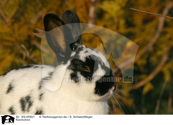 Kaninchen / rabbit / SS-00901