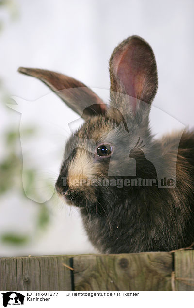 Kaninchen / rabbit / RR-01277