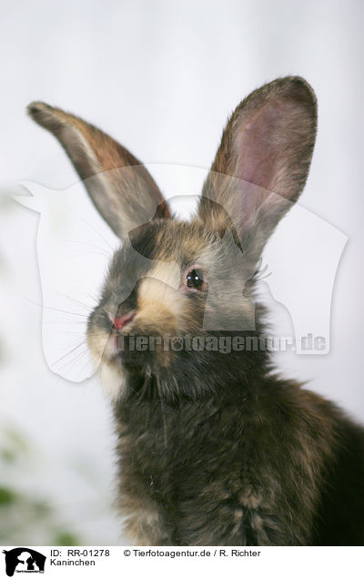 Kaninchen / rabbit / RR-01278