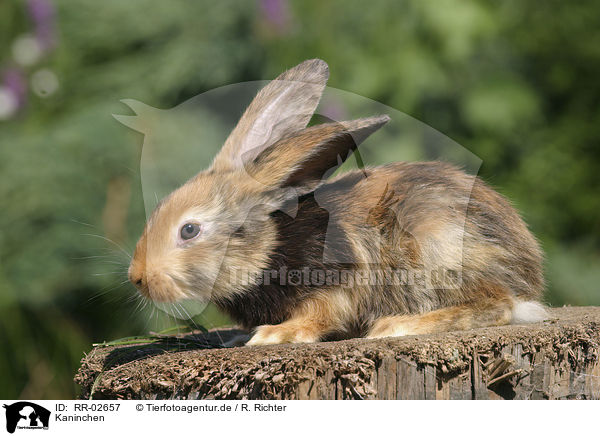 Kaninchen / Rabbit / RR-02657