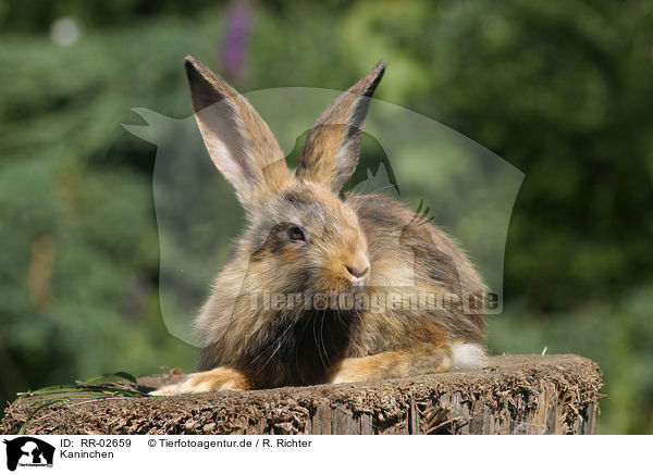 Kaninchen / Rabbit / RR-02659