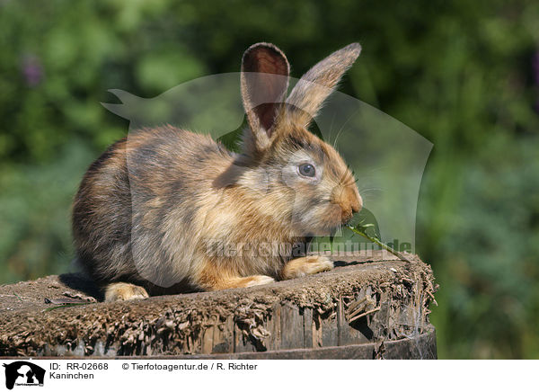 Kaninchen / Rabbit / RR-02668