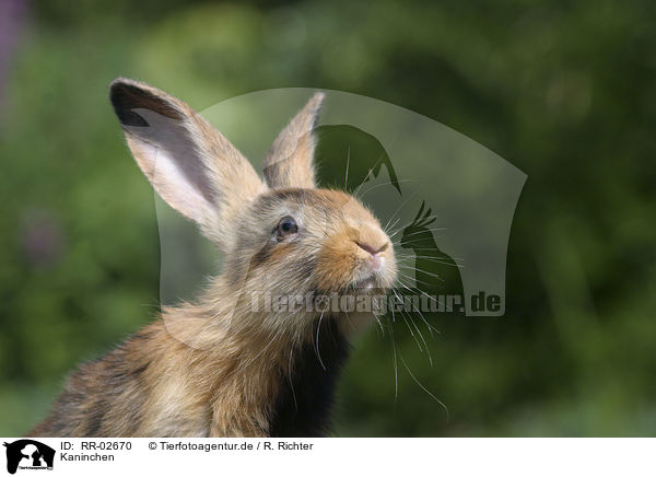Kaninchen / Rabbit Portrait / RR-02670