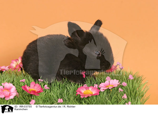 Kaninchen / rabbit / RR-03755