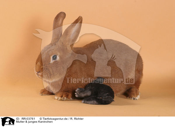 Mutter & junges Kaninchen / mother & young rabbit / RR-03761