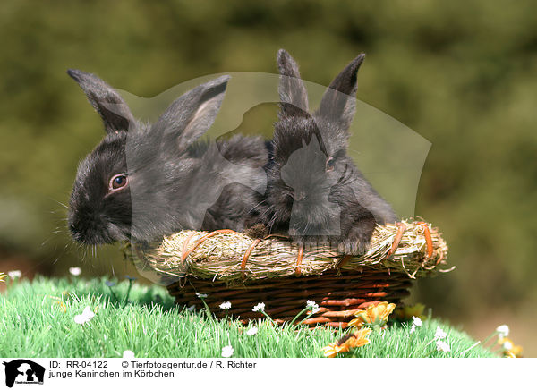 junge Kaninchen im Krbchen / young bunnies in the basket / RR-04122
