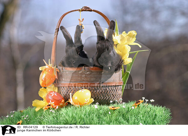 junge Kaninchen im Krbchen / young bunnies in the basket / RR-04129