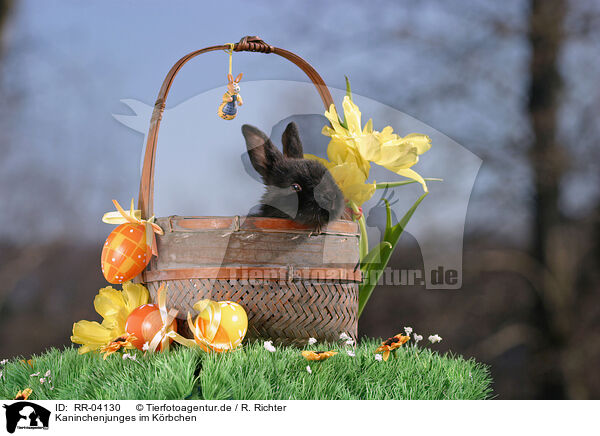 Kaninchenjunges im Krbchen / young bunny in the basket / RR-04130