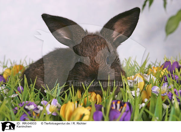 Kaninchen / rabbit / RR-04933