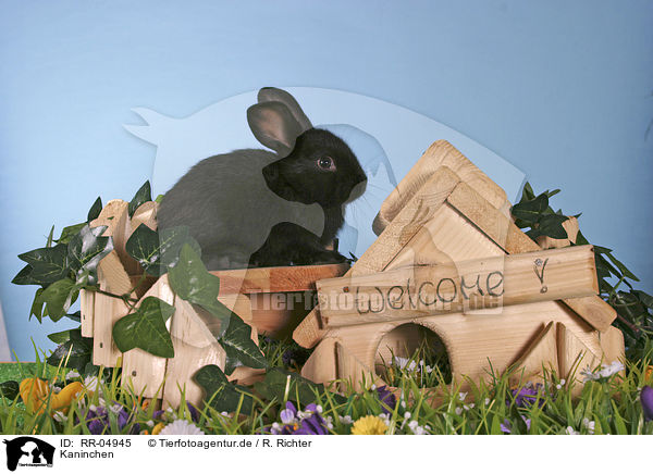 Kaninchen / rabbit / RR-04945