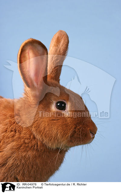 Kaninchen Portrait / RR-04976
