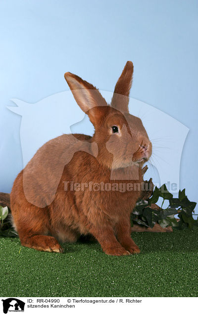 sitzendes Kaninchen / sitting rabbit / RR-04990