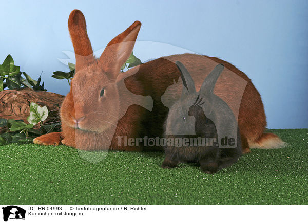 Kaninchen mit Jungem / RR-04993