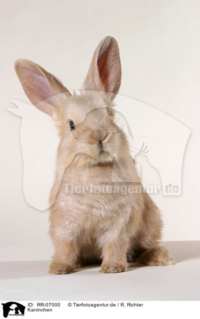 Kaninchen / rabbit / RR-07000