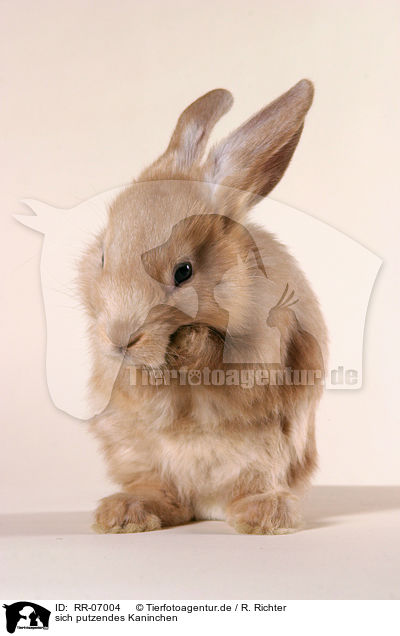 sich putzendes Kaninchen / cleaning rabbit / RR-07004