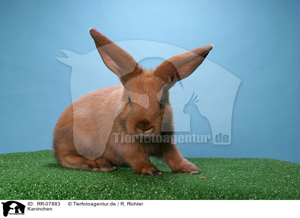 Kaninchen / bunny / RR-07883
