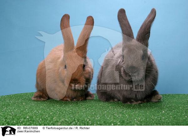 zwei Kaninchen / two bunnies / RR-07889