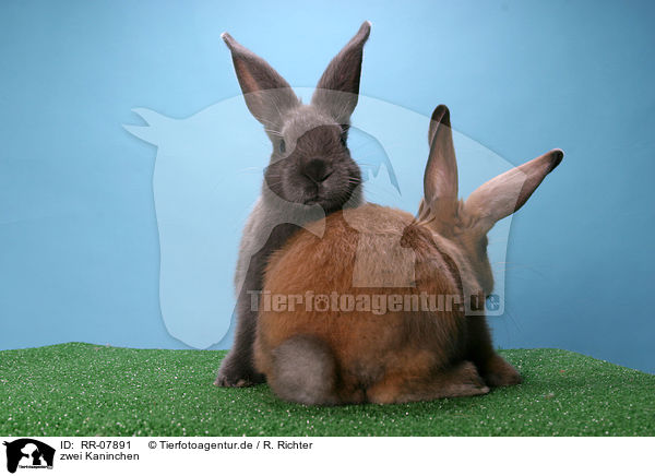 zwei Kaninchen / two bunnies / RR-07891