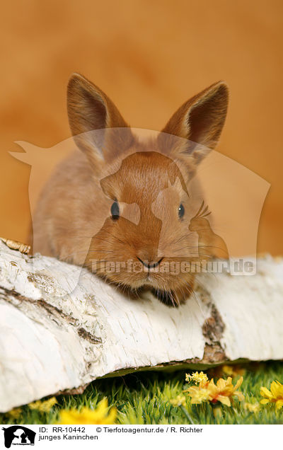junges Kaninchen / young rabbit / RR-10442