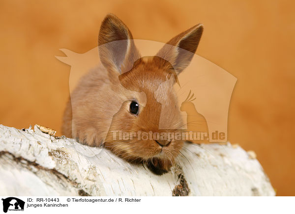 junges Kaninchen / young rabbit / RR-10443