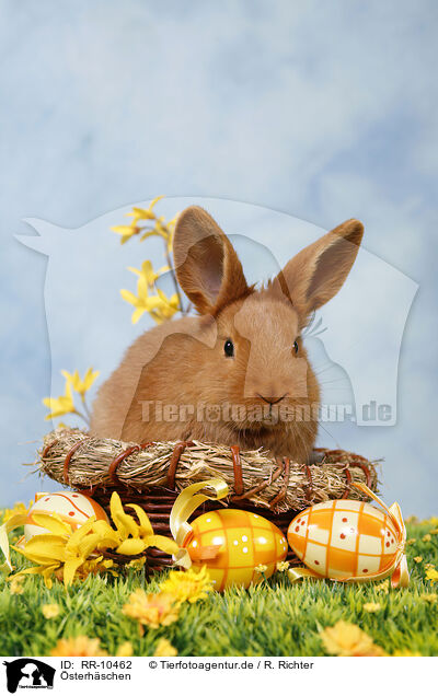 sterhschen / easter-bunny / RR-10462