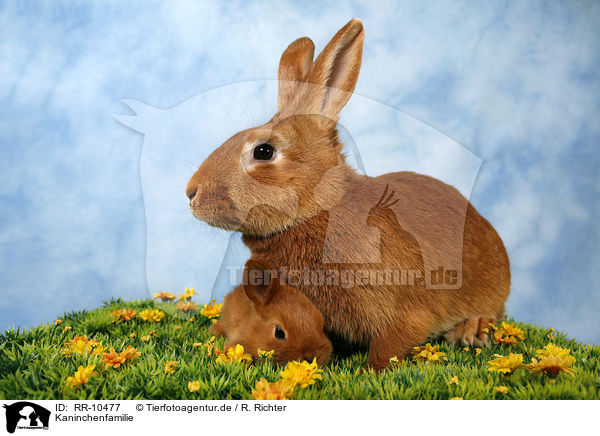 Kaninchenfamilie / rabbits / RR-10477