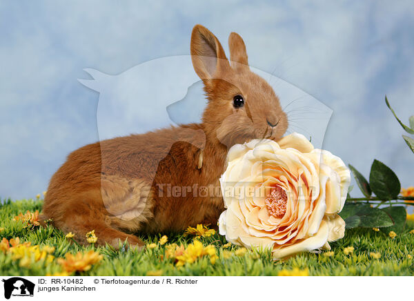 junges Kaninchen / young rabbit / RR-10482