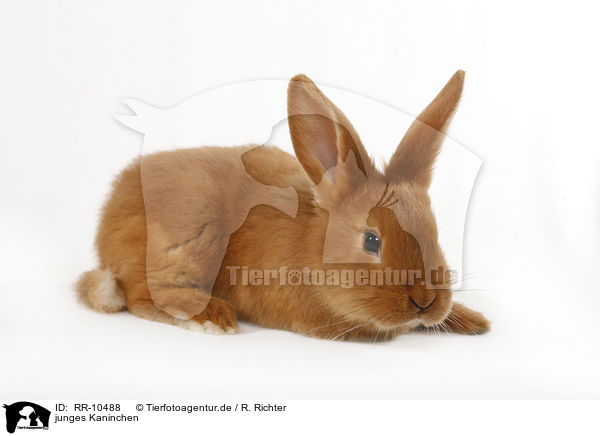 junges Kaninchen / young rabbit / RR-10488