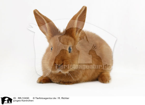 junges Kaninchen / young rabbit / RR-10490