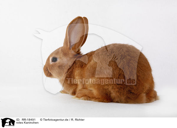 rotes Kaninchen / RR-18491
