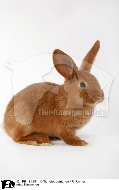 rotes Kaninchen / RR-18495