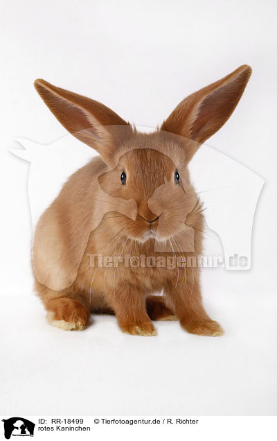 rotes Kaninchen / RR-18499