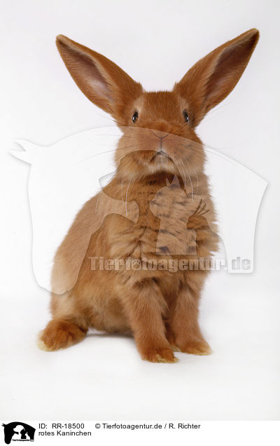rotes Kaninchen / RR-18500