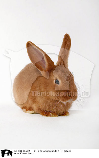 rotes Kaninchen / RR-18502