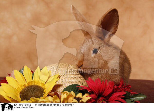 rotes Kaninchen / RR-18512