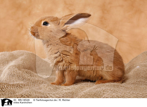 rotes Kaninchen / red bunny / RR-18528