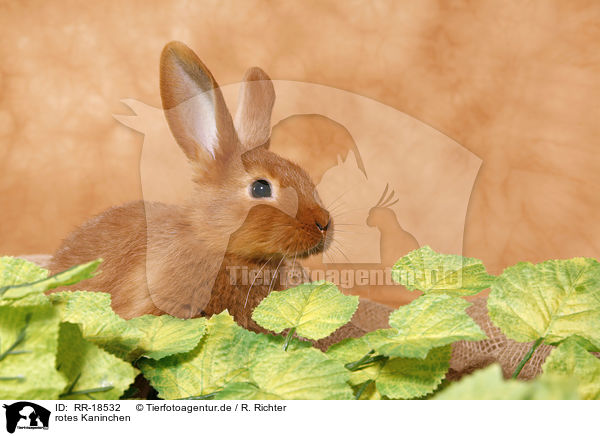 rotes Kaninchen / RR-18532